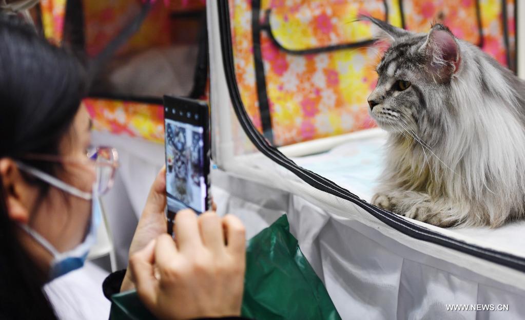 China’s pet economy booms with shift towards high-end, subdivided consumption trends(图1)