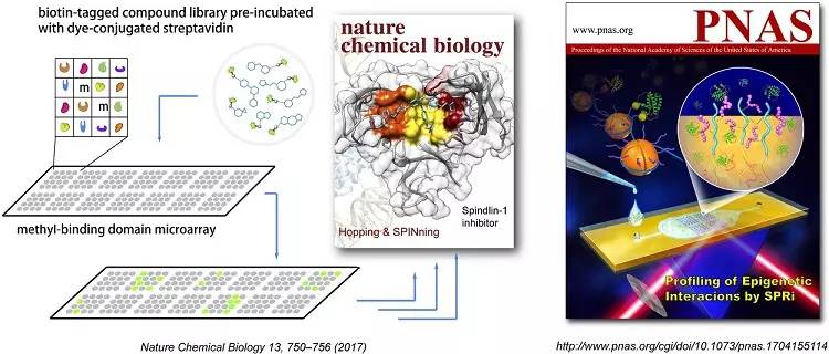 中美学者《Nature》子刊：表观遗传研究的新蛋白微阵列技术(图1)