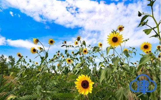 【生态屏障的绿色幸福记】小荷已露尖尖角 津南绿色生态屏障初具规模(图2)