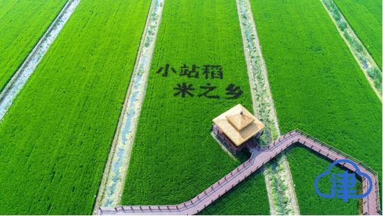 【生态屏障的绿色幸福记】小荷已露尖尖角 津南绿色生态屏障初具规模(图3)