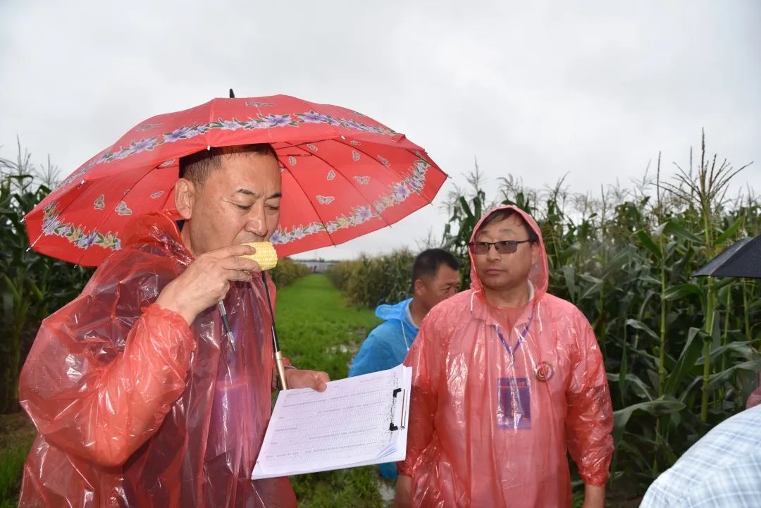 让优质鲜食玉米进万家(图1)