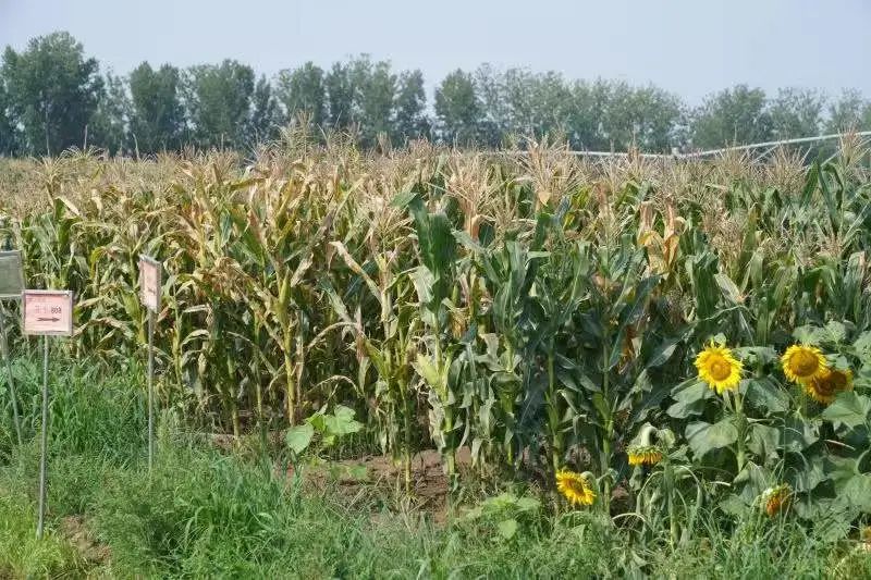 让优质鲜食玉米进万家(图7)