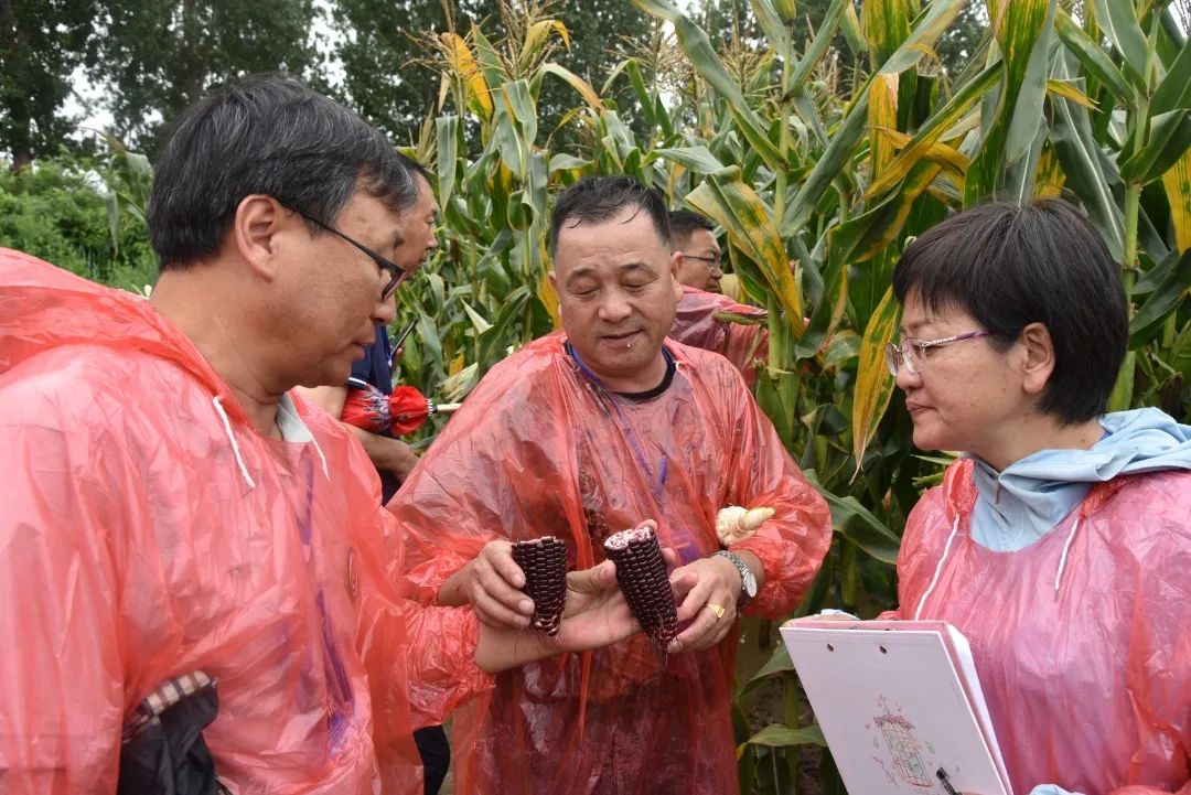让优质鲜食玉米进万家(图6)