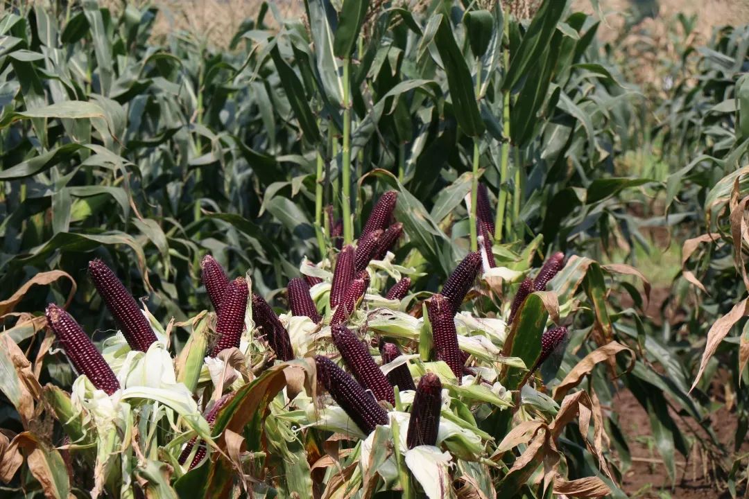 让优质鲜食玉米进万家(图4)