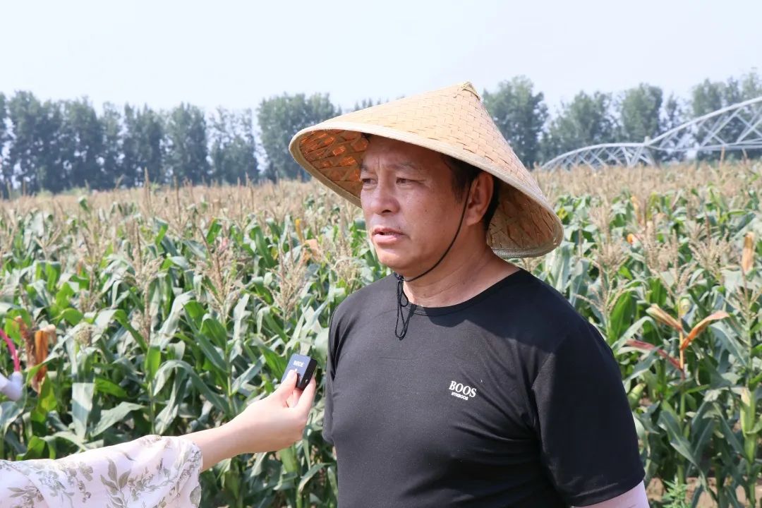 让优质鲜食玉米进万家(图5)