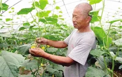 高村镇田户村：协同“饭碗”端得牢(图2)