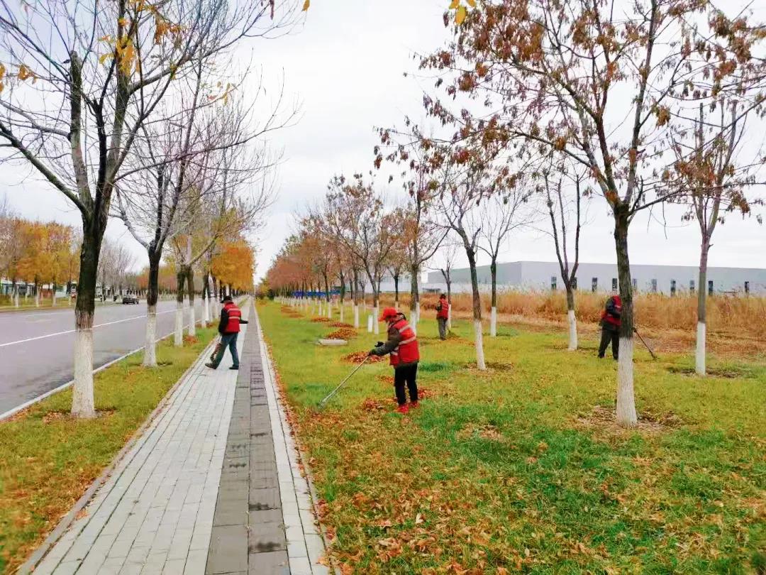 绿化管理多措并举  冬季养护扎实有效——武清开发区绿化公司积极做好绿化养护(图2)