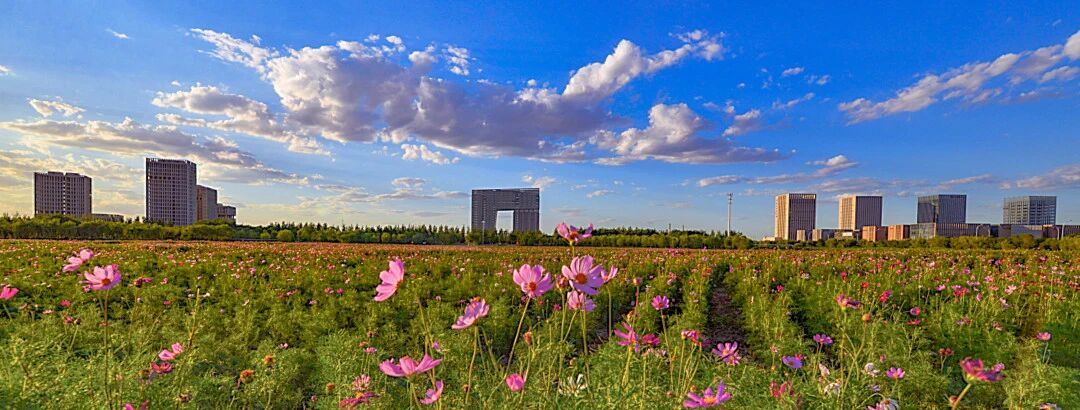 点“绿”成“金”！武清开发区高质量发展底色鲜明！(图12)